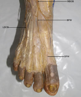 Clinically Important Anatomical Variation of Cutaneous Branches of
