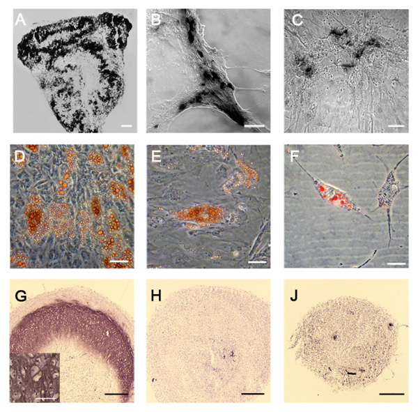 Interactions of Human Endothelial and Multipotent Mesenchymal Stem ...