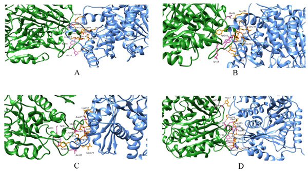 Bioinformatics Based Understanding of Effect of Mutations in the Human ...