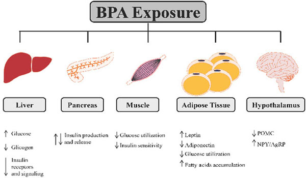 Resultado de imagen de bisphenol A