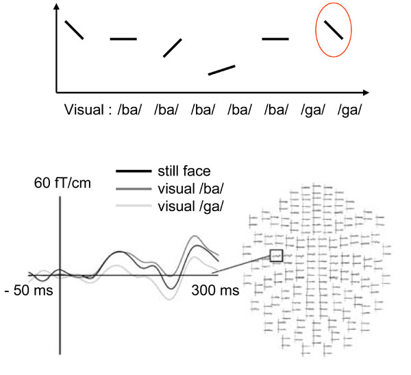 the-role-of-speech-production-system-in-audiovisual-speech-perception