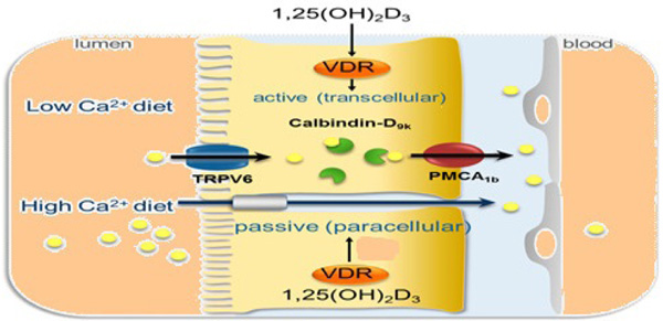 Probiotics A Promising Tool For Calcium Absorption