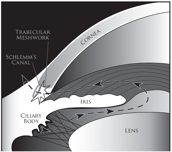 aqueous-humor-dynamics-a-review