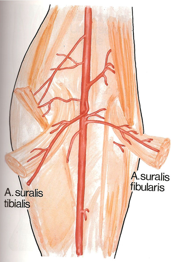 N suralis. Arteria suralis анатомия. Артерии Fibularis. Suralis нерв.