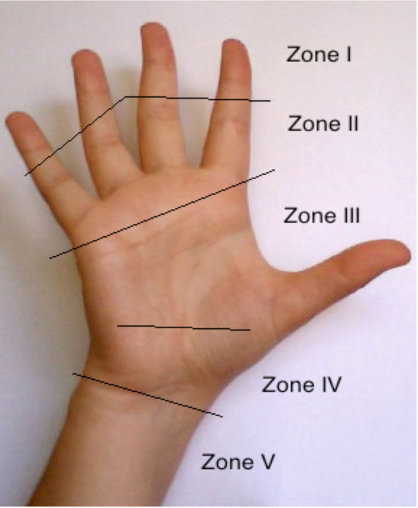 Anatomy Of The Hand And Foot SpringerLink, 49% OFF