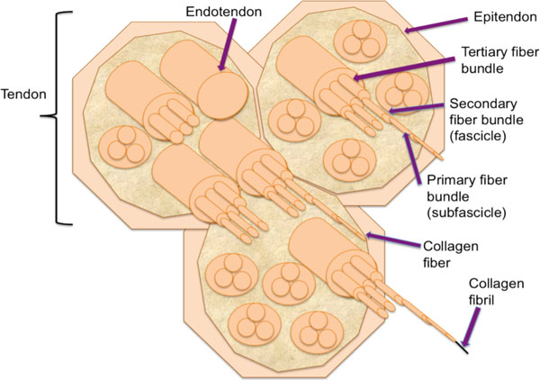 an overview of the management of flexor tendon injuries