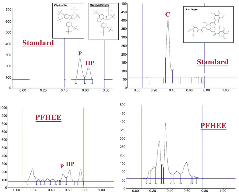 Pharmacological Aspects of Phyllanthus fraternus Standardized Extract ...