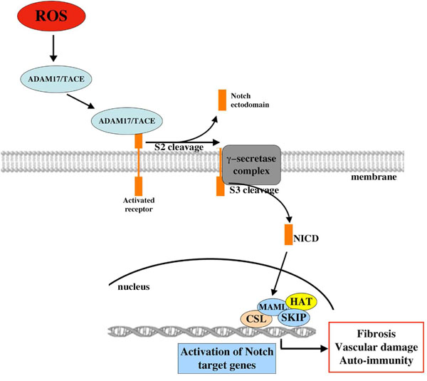 New Insights into the Mechanism of Notch Signalling in Fibrosis Fulltext