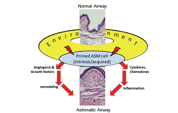 Airway Smooth Muscle