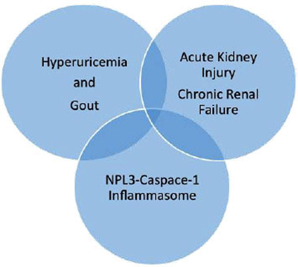 kidney-disease-and-gout-the-role-of-the-innate-immune-system