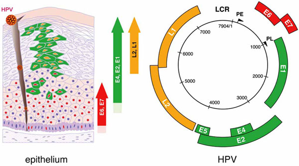 Hpv genome organization, Natural History of HPV Infection giardia em gatos
